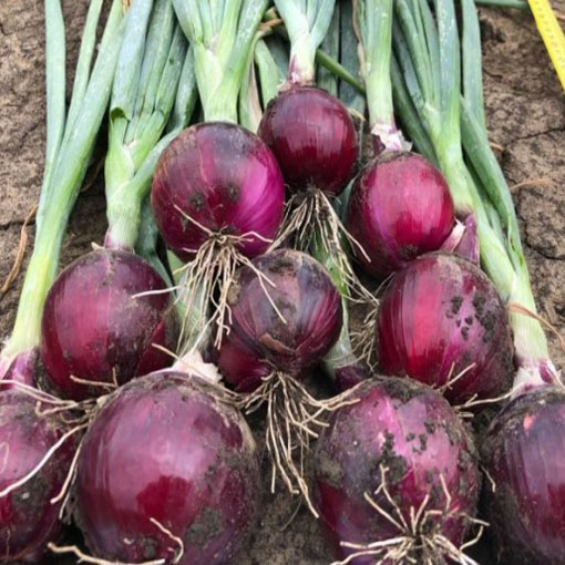 Cebulka czerwona wczesna, Allium cepa