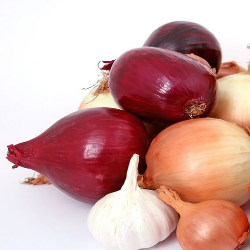 Cebulka czerwona wczesna, Allium cepa