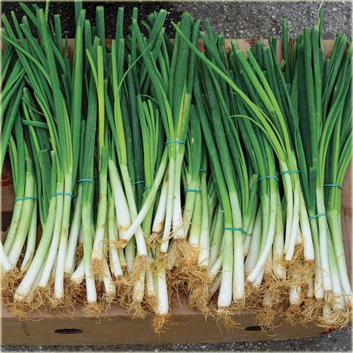 Cebulka zielona drobna