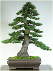 Cedr na bonsai