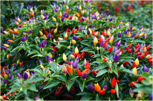 Chili Ostra Papryka Tęcza, Rainbow