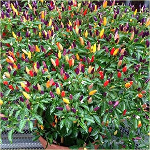 Chili Ostra Papryka Tęcza, Rainbow