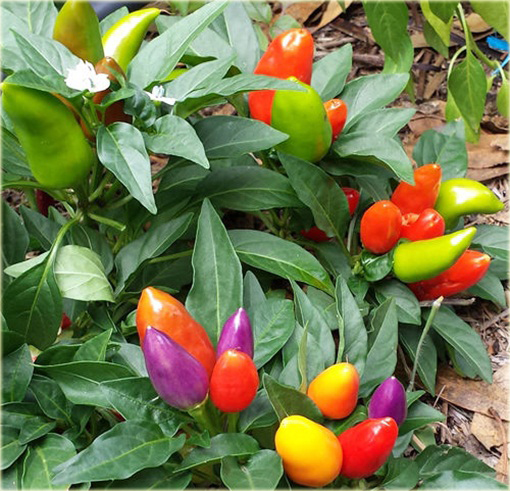 Chili Ostra Papryka Tęcza, Rainbow