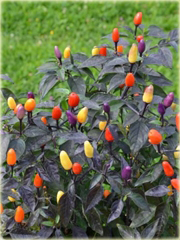 Chili Ostra Papryka Tęcza, Rainbow
