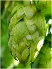 Chmiel do piwa lub na herbatę
