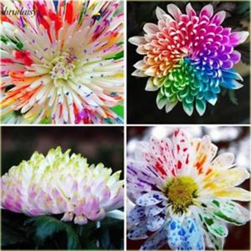 Chryzantema akwarela niezwykłe kolory!