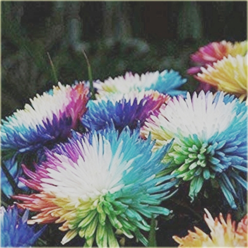 Chryzantema akwarela niezwykłe kolory!