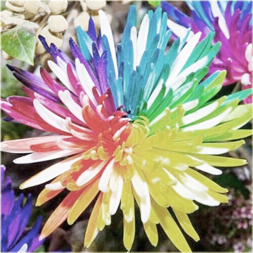 Chryzantema akwarela niezwykłe kolory!