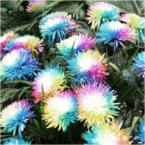 Chryzantema akwarela niezwykłe kolory!