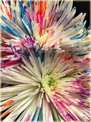 Chryzantema akwarela niezwykłe kolory!
