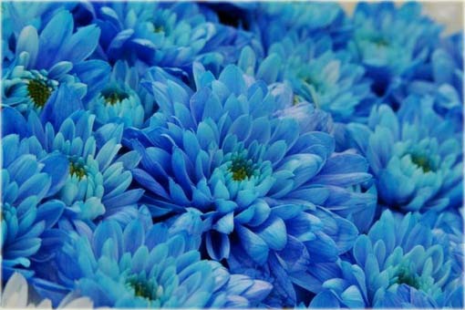 Chryzantema niebieska