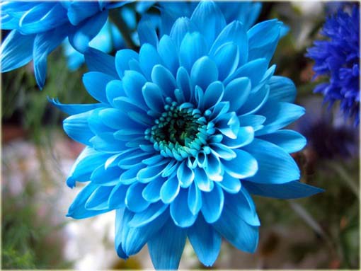 Chryzantema niebieska