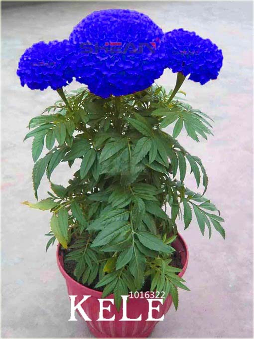 Chryzantema niebieska Maidenhair