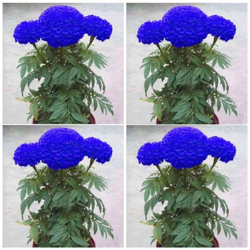 Chryzantema niebieska Maidenhair