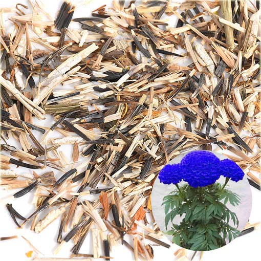 Chryzantema niebieska Maidenhair