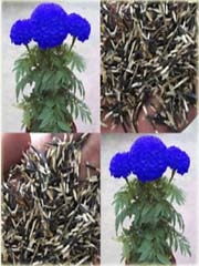 Chryzantema niebieska Maidenhair
