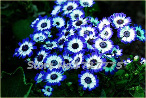 Chryzantema niebiesko-biała