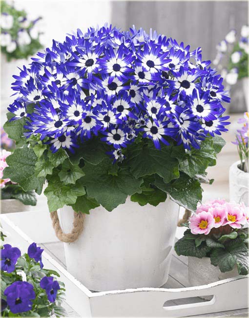 Chryzantema niebiesko-biała