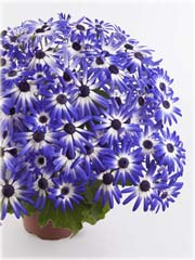 Chryzantema niebiesko-biała
