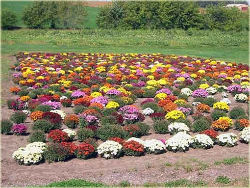 Chryzantema ogrodowa różowa