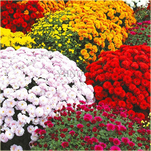 Chryzantema ogrodowa różowa