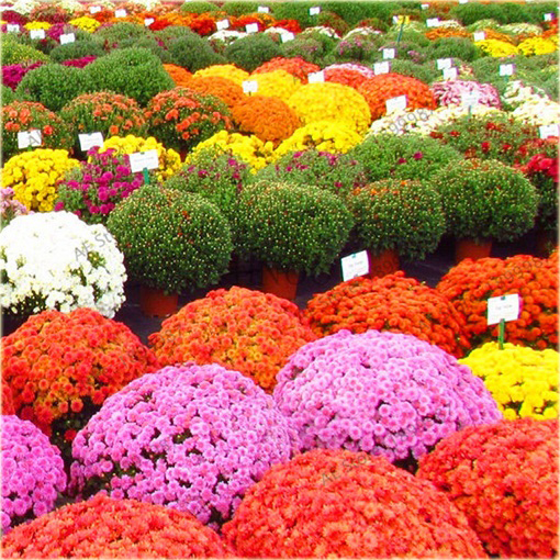 Chryzantema ogrodowa różowa