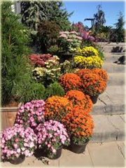 Chryzantema ogrodowa różowa
