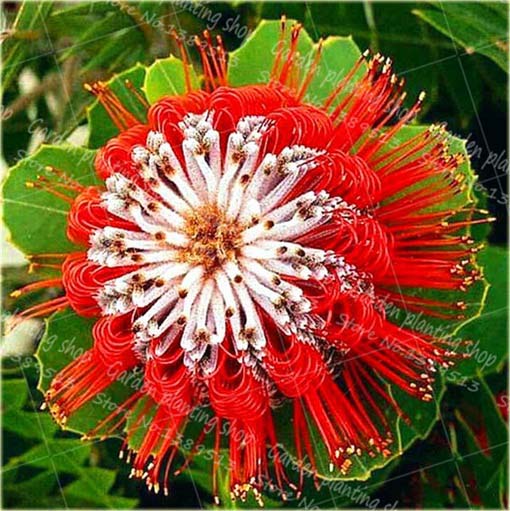 Chryzantema ozdobna czerwono-biała z pręcikami