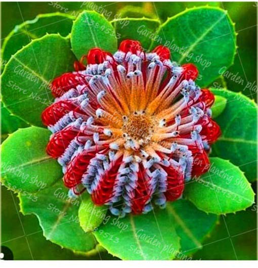 Chryzantema ozdobna czerwono-biała z pręcikami