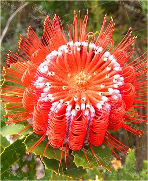 Chryzantema ozdobna czerwono-biała z pręcikami