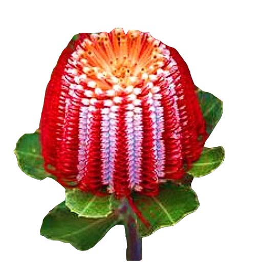 Chryzantema ozdobna czerwono-biała z pręcikami