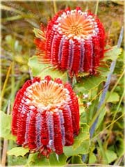 Chryzantema ozdobna czerwono-biała z pręcikami
