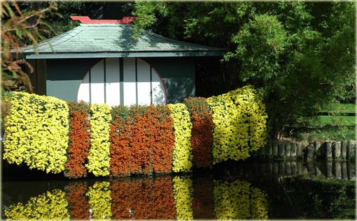 Chryzantema zwisła pomarańczowa