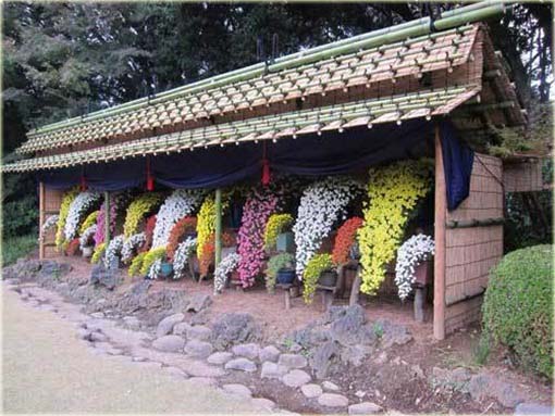 Chryzantema zwisła pomarańczowa