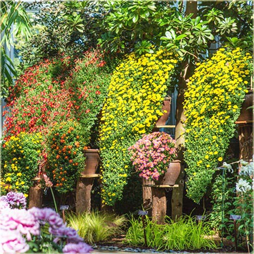 Chryzantema zwisła pomarańczowa