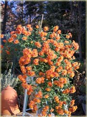 Chryzantema zwisła pomarańczowa
