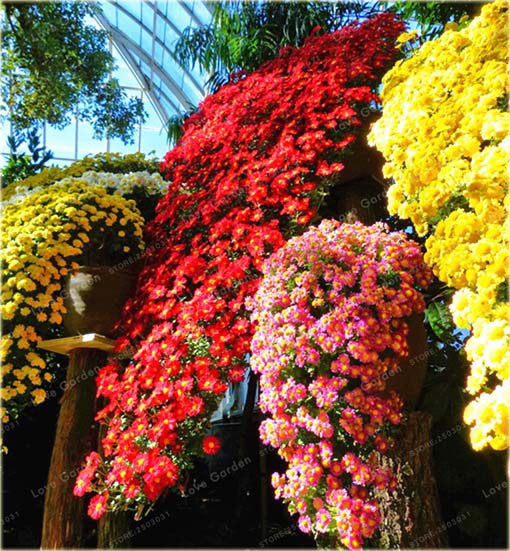 Chryzantema zwisła żółta