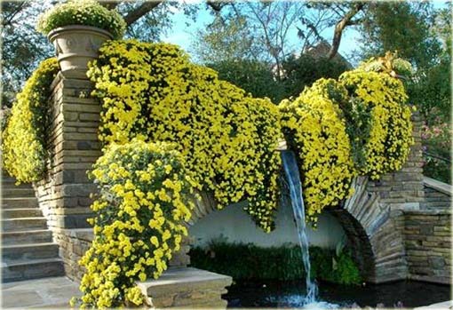 Chryzantema zwisła żółta