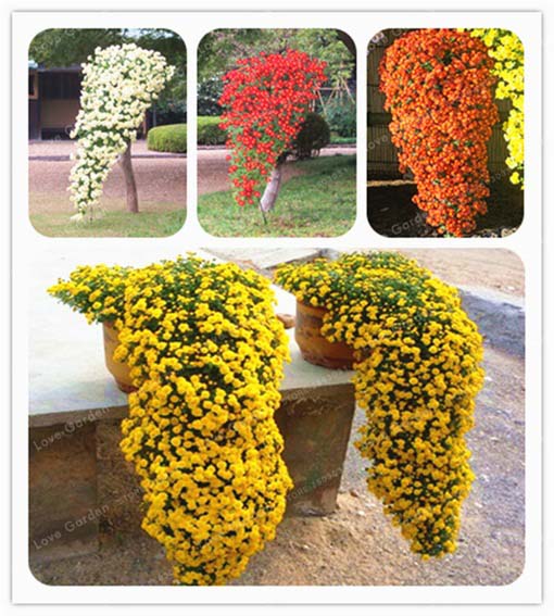 Chryzantema zwisła żółta