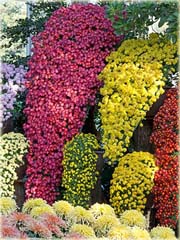 Chryzantema zwisła żółta
