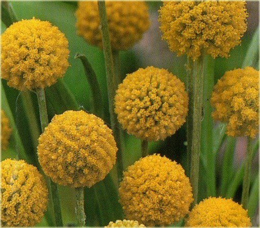 Craspedia żółta zioło, billy przyciski, woollyheads