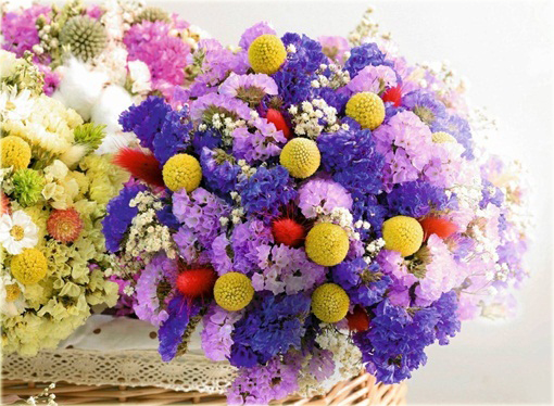 Craspedia żółta zioło, billy przyciski, woollyheads