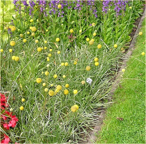 Craspedia żółta zioło, billy przyciski, woollyheads