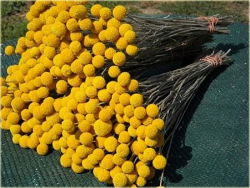 Craspedia żółta zioło, billy przyciski, woollyheads