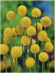 Craspedia żółta zioło, billy przyciski, woollyheads

