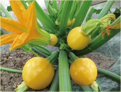 Cukinia okrągła Kim, kabaczek okragły żółty