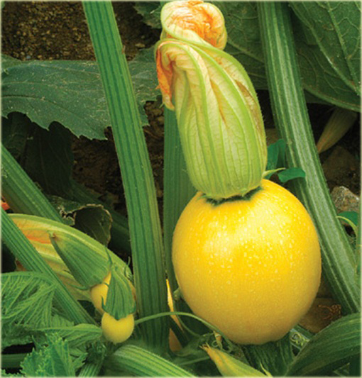 Cukinia okrągła Kim, kabaczek okragły żółty