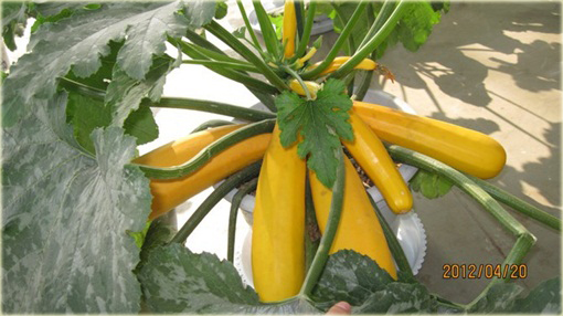 Cukinia złota kompaktowa, kabaczek złoty kompakt