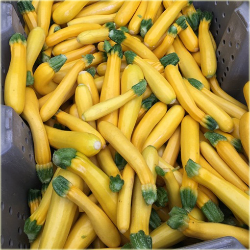 Cukinia złota kompaktowa, kabaczek złoty kompakt