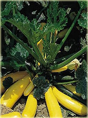 Cukinia złota kompaktowa, kabaczek złoty kompakt